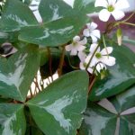 Oxalis regnellii 'Silverado'