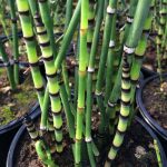 Equisetum hyemale
