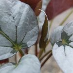 Begonia hatacoa 'Silver' Begonia hatacoa 'Silver'