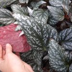 Begonia 'Jolly Silver' Begonia 'Jolly Silver'