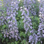 Baptisia australis x alba 'Purple Smoke' Baptisia australis x alba 'Purple Smoke'