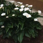 Calla Zantedeschia aethiopica Calla Zantedeschia aethiopica