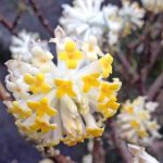 Edgeworthia chrysantha Edgeworthia chrysantha