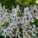 Catalpa bignonioides Catalpa bignonioides