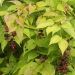 Leycesteria formosa 'Golden Lanterns'