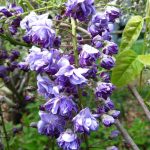 Wisteria floribunda 'Violacea Plena' sin. 'Black Dragon'