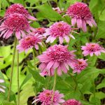 Echinacea purpurea 'Pink Double Delight' Echinacea purpurea 'Pink Double Delight'