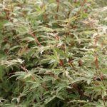 Acer palmatum 'Kocho Nishiki' sin. 'Butterfly' Acer palmatum 'Kocho Nishiki' sin. 'Butterfly'
