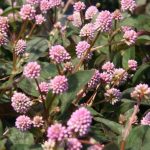 Polygonum capitatum sin. Persicaria capitata