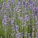 Lavandula angustifolia