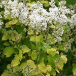 Syringa villosa 'Aurea'