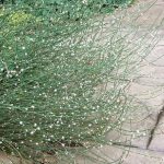 Polygonum scoparium