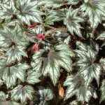Begonia 'Little Brother Montgomery' Begonia 'Little Brother Montgomery'