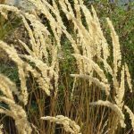 Calamagrostis x acutiflora 'Karl Foerster'
