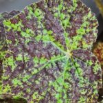 Begonia 'Marmaduke' Begonia 'Marmaduke'