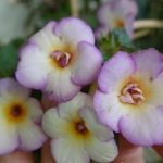 Achimenes 'Shy Sun' Achimenes 'Shy Sun'