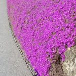 Delosperma cooperi Delosperma cooperi