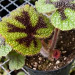 Begonia masoniana Begonia masoniana