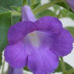 Achimenes mexicana Achimenes mexicana