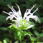 Monarda didyma 'Alba' Monarda didyma 'Alba'