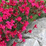 Dianthus deltoides ‘Brilliant’ Dianthus deltoides ‘Brilliant’