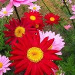 Chrysanthemum coccineum 'Robinson’s mix' (sin. Tanacetum coccineum) Chrysanthemum coccineum 'Robinson’s mix' (sin. Tanacetum coccineum)