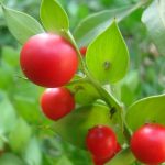 Ruscus aculeatus o Pungitopo Ruscus aculeatus o Pungitopo