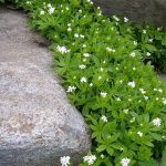 Galium odoratum (Stellina odorosa) Galium odoratum (Stellina odorosa)