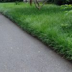 Liriope spicata Liriope spicata