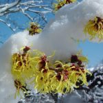 Hamamelis × intermedia 'Arnold Promise' Hamamelis × intermedia 'Arnold Promise'
