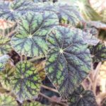 Begonia 'Sisquat' Begonia 'Sisquat'