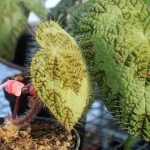 Begonia sizemoreae sin. longiciliata Begonia sizemoreae sin. longiciliata