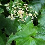 Saxifraga cortusifolia var. fortunei 'Maigrün' Saxifraga cortusifolia var. fortunei 'Maigrün'