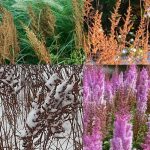 Astilbe chinensis 'Purpurlanze' Astilbe chinensis 'Purpurlanze'