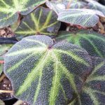 Begonia soli-mutata Begonia soli-mutata