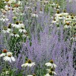 Fiori bianchi e azzurri Fiori bianchi e azzurri
