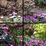 Fiori invernali perenni da giardino Fiori invernali perenni da giardino