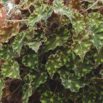 Begonia bowerae 'Tiger' Begonia bowerae 'Tiger'