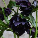 Helleborus orientalis "Double Slaty Blue" Helleborus orientalis "Double Slaty Blue"
