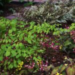 Felce argentata ed epimedium Felce argentata ed epimedium