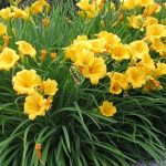 Hemerocallis 'Stella de Oro' Hemerocallis 'Stella de Oro'