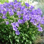 Campanula carpatica Campanula carpatica