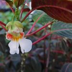 Impatiens morsei Impatiens morsei