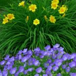 Fiori viola e gialli Fiori viola e gialli