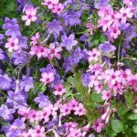 Fiori viola e rosa Fiori viola e rosa