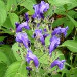 Strobilanthes atropurpurea 'Blue Carpet' sin. Strobilanthes wallichii Strobilanthes atrop. 'Blue Carpet'