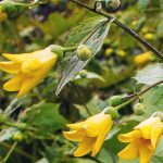 Kirengeshoma palmata Kirengeshoma palmata