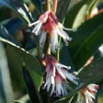 Sarcococca hookeriana 'Winter Gem' Sarcococca hookeriana 'Winter Gem'