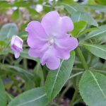 Impatiens sodenii Impatiens sodenii