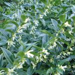 Sarcococca hookeriana var. humilis Sarcococca hookeriana var. humilis